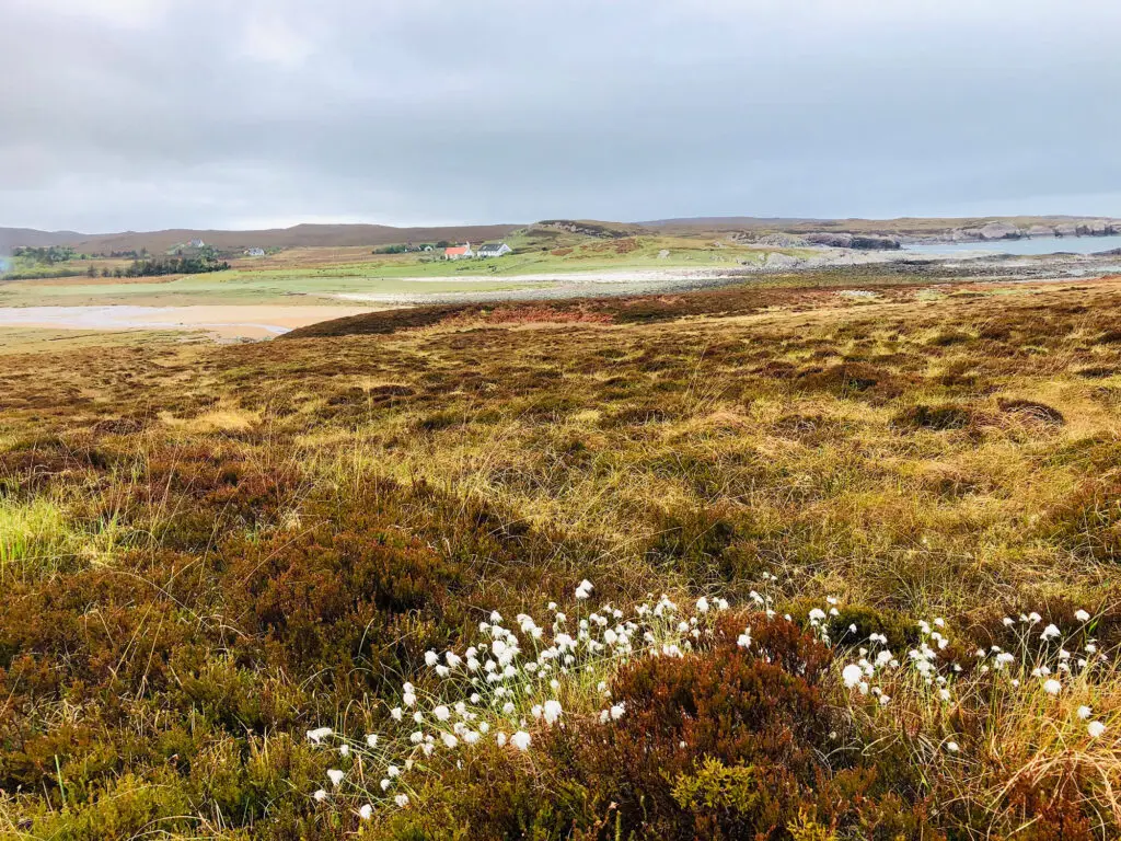 Landscape view